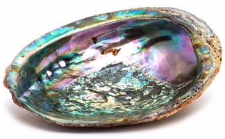 Abalone Shell