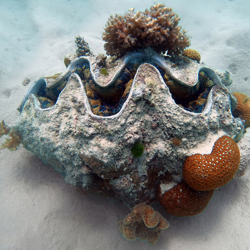 Tridacna